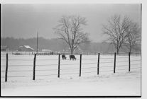 Cows in a snowy field